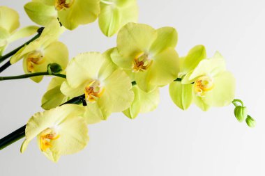 Beyaz stüdyo arka planında izole edilmiş narin sarı falaenopsis orkide çiçeklerini kapatın. 