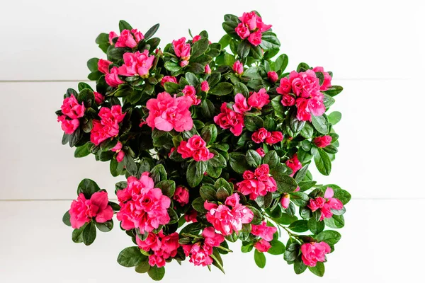Vista Superior Del Arbusto Delicadas Flores Color Rosa Vivo Azalea — Foto de Stock