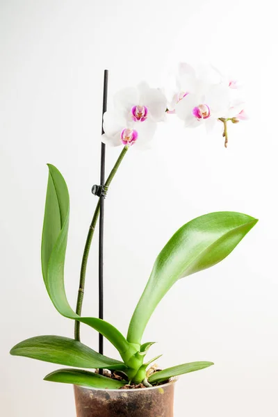 Közelkép Finom Fehér Élénk Rózsaszín Phalaenopsis Orchidea Virágok Teljes Virágú — Stock Fotó