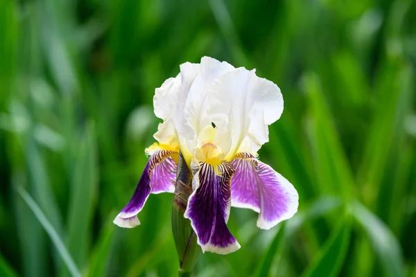 Primo Piano Bianco Fiore Iris Blu Verde Giardino Primaverile Soleggiato — Foto Stock