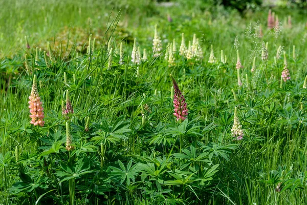 Közel Rózsaszín Fehér Virágok Lupinus Közismert Nevén Csillagfürt Vagy Csillagfürt — Stock Fotó