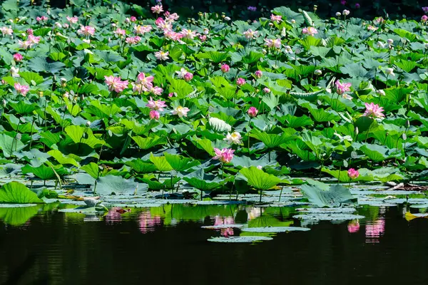 Közelkép Sok Finom Rózsaszín Vízililiom Virágok Nymphaeaceae Teljes Virágzik Víz — Stock Fotó