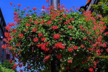 Sardunyalar, pelargonyumlar ya da leylek gagaları olarak bilinen Geranium bitkisinin pek çok canlı kırmızı çiçeği güneşli bir yaz gününde büyük bir saksıda, güzel bir açık hava çiçeğinin arka planında.