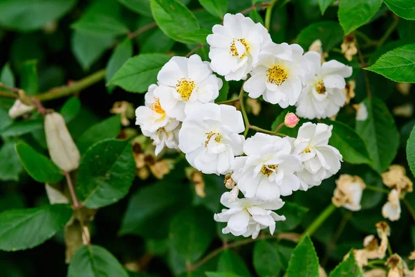 Gran Arbusto Verde Con Delicadas Rosas Blancas Frescas Hojas Verdes —  Fotos de Stock