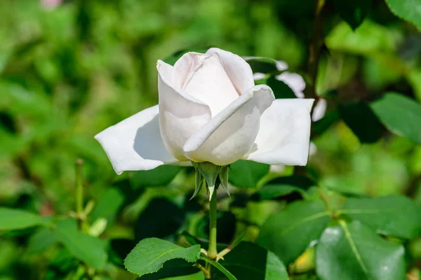 Primer Plano Una Rosa Blanca Grande Delicada Plena Floración Jardín — Foto de Stock