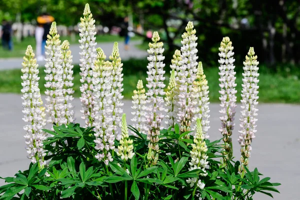 Közelkép Fehér Virágok Lupinus Közismert Nevén Csillagfürt Vagy Csillagfürt Teljes — Stock Fotó