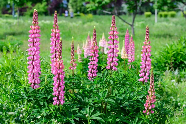 Zblízka Bílé Květy Lupinus Běžně Známý Jako Lupin Nebo Vlčí — Stock fotografie