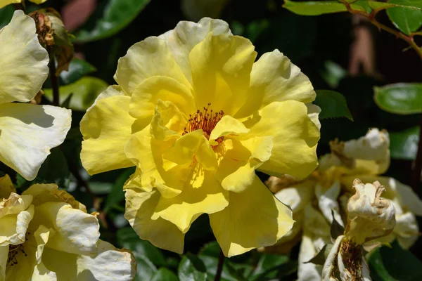 Cerca Una Delicada Rosa Amarilla Viva Fresca Hojas Verdes Jardín —  Fotos de Stock