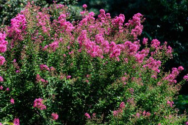 İskoçya 'da güneşli bir yaz gününde, açık mavi gökyüzüne doğru üç dal üzerinde crape mersin olarak bilinen Lagerstroemia bitkisinin küçük pembe çiçeklerini kapatın.