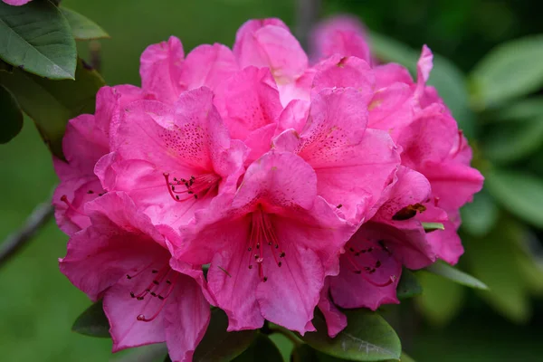 一丛丛精致的粉红洋红色的杜鹃花或杜鹃花 在阳光明媚的春天 在日本花园 美丽的室外花卉背景 — 图库照片