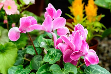 Pers veya çiçekçi siklameni olarak bilinen Cyclamen Persicum 'un narin, küçük, canlı pembe çiçeklerini güneşli bir yaz gününde bahçedeki bir saksıda, yumuşak odak noktasındaki çiçeklerle kapat.