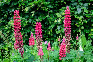 Lupinus 'un pembe çiçeklerine yakın, lupin ya da lupin olarak bilinir, tam çiçeklenme ve yeşil çimlerde güneşli bir bahar bahçesinde, güzel açık hava çiçekli arka planda yumuşak odak ile fotoğraflanmış.