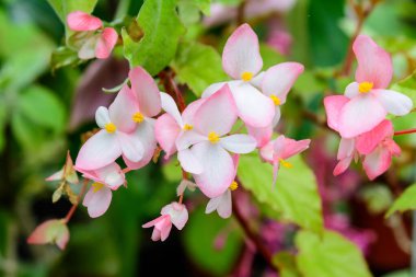 Güneşli bir yaz gününde, bahçesinde taze yeşil yaprakları olan küçük, narin begonya çiçeklerini kapatın. Begoniaceae ailesinde uzun ömürlü çiçek açan bitkiler, canlı çiçek arkaplanı.