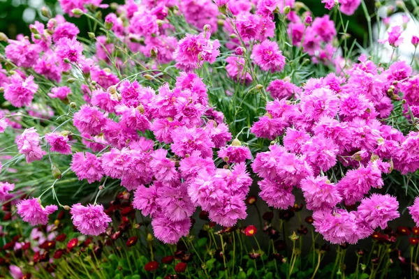 Primer Plano Pequeñas Flores Color Rosa Vivo Planta Dianthus Carthusianorum —  Fotos de Stock