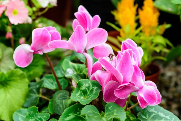 Pers veya çiçekçi siklameni olarak bilinen Cyclamen Persicum 'un narin, küçük, canlı pembe çiçeklerini güneşli bir yaz gününde bahçedeki bir saksıda, yumuşak odak noktasındaki çiçeklerle kapat.