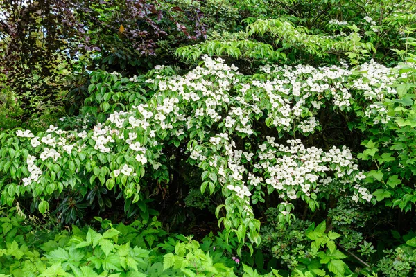 Weiße Zarte Blüten Des Cornus Kousa Baumes Allgemein Bekannt Als — Stockfoto