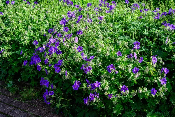 Многие Нежные Светло Голубые Цветы Герань Pratense Диких Растений Широко — стоковое фото