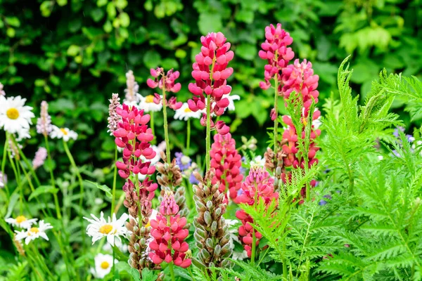 Gros Plan Fleurs Roses Lupinus Communément Appelé Lupin Lupin Pleine — Photo