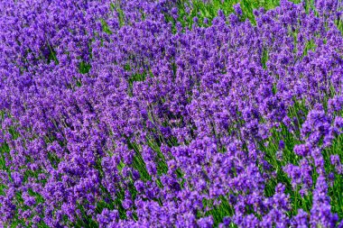 İngiltere, İskoçya 'da güneşli bir yaz gününde birçok küçük mavi lavanta çiçeği seçici bir odak noktası, güzel bir açık hava çiçek arka planıyla