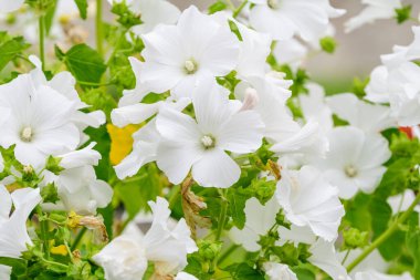 Althaea officinalis bitkisinin birçok narin beyaz çiçeği, genellikle bir İngiliz kır evinin bahçesinde marsh-mallow olarak bilinir güneşli bir yaz gününde, güzel bir açık hava çiçek arka planında
