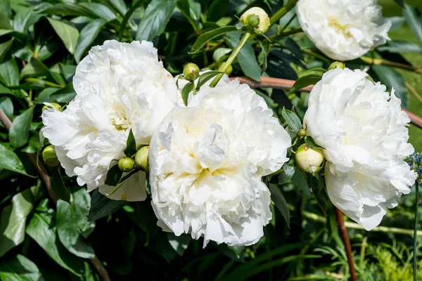 Bush Con Grandes Flores Peonía Blanca Delicada Con Pequeñas Gotas —  Fotos de Stock