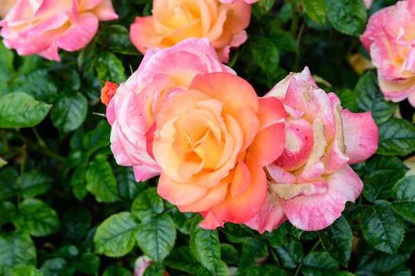 Primer Plano Muchas Rosas Anaranjadas Amarillas Grandes Delicadas Plena Floración — Foto de Stock