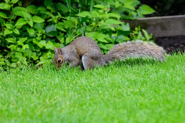 One Small Squirrel Looking Food Green Grass Summer Day Park Royalty Free Stock Photos