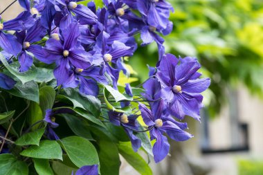 Güneşli bir bahar bahçesinde bir sürü narin mavi klematis çiçeği grubu, güzel açık hava çiçekleri.