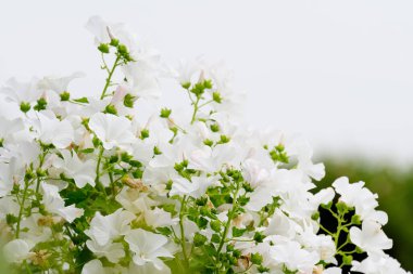 Althaea officinalis bitkisinin birçok narin beyaz çiçeği, genellikle bir İngiliz kır evinin bahçesinde marsh-mallow olarak bilinir güneşli bir yaz gününde, güzel bir açık hava çiçek arka planında