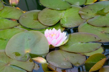 Bir yaz bahçesindeki su yüzeyinde çiçek açan narin pembe nilüfer çiçeğinin (Nymphaeaceae) kapanışı, yumuşak odak ile çekilmiş güzel bir açık hava çiçek arkaplanı
