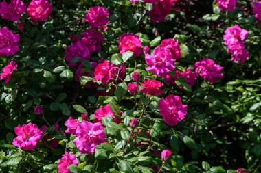 Güneşli bir yaz gününde, bahçesinde taze pembe güller ve yeşil yapraklarla büyük yeşil çalı, açık hava çiçekli güzel arka plan yumuşak odak ile fotoğraflanmış.