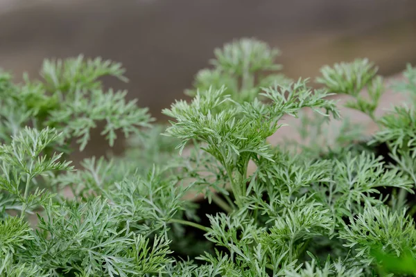 Artemisia Absinthium Taze Yeşil Yapraklarını Pelin Otu Grand Wormwood Absinthe — Stok fotoğraf
