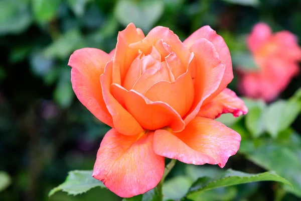 Zamknij Jeden Duży Delikatny Żywy Żółty Pomarańczowy Róż Pełnym Rozkwicie — Zdjęcie stockowe