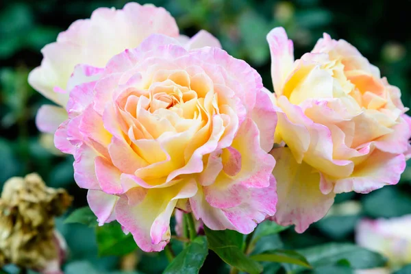 Close Van Drie Grote Delicate Levendige Gele Oranje Rozen Volle — Stockfoto