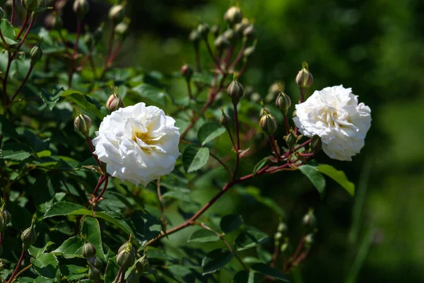 Gran Arbusto Verde Con Dos Rosas Blancas Frescas Hojas Verdes —  Fotos de Stock