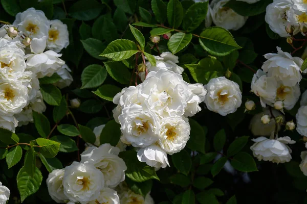 Gran Arbusto Verde Con Rosas Blancas Frescas Hojas Verdes Jardín — Foto de Stock