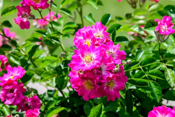 Duży Zielony Krzak Świeżymi Różowymi Różami Zielonymi Liśćmi Ogrodzie Słoneczny — Zdjęcie stockowe