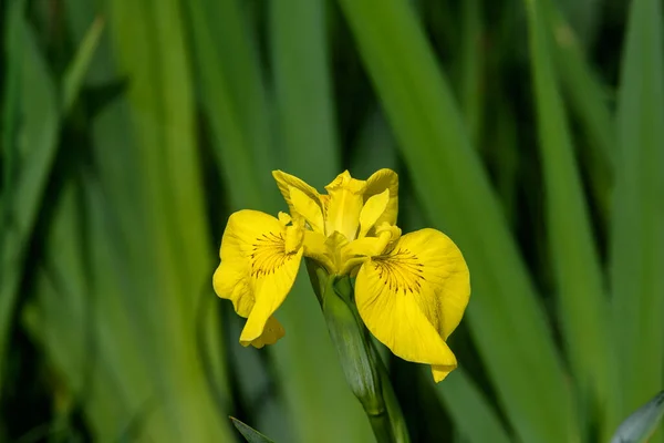 Nahaufnahme Einer Zarten Wildgelben Irisblume Voller Blüte Einem Garten Einem — Stockfoto