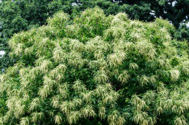 Güneşli bir yaz gününde, bir İngiliz bahçesinde, dekoratif yeşil çiçekli ve tatlı kestane ağacından (latin Castanea sativa) yapraklı büyük dallar, güzel tek renkli arka plan.