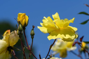 Güneşli bir yaz gününde açık mavi gökyüzüne doğru açık mavi bir bahçede taze, narin sarı güller buketi, açık hava çiçekli arka planda yumuşak odak ile çekilmiş güzel bir çiçek.