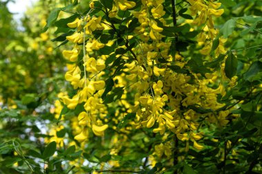 Laburnum anagyroides sarı çiçekli ağaç, yaygın laburum, altın zincir veya altın yağmur, güneşli bir bahar bahçesinde tam çiçek, güzel bir açık hava çiçekli arka plan
