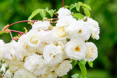 Güneşli bir yaz gününde bahçesinde taze beyaz güller ve yeşil yapraklarla büyük yeşil çalı, güzel bir açık hava çiçekli arka plan.