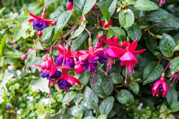 Delicadas Flores Fucsia Rosa Púrpura Una Maceta Jardín Día Soleado — Foto de Stock