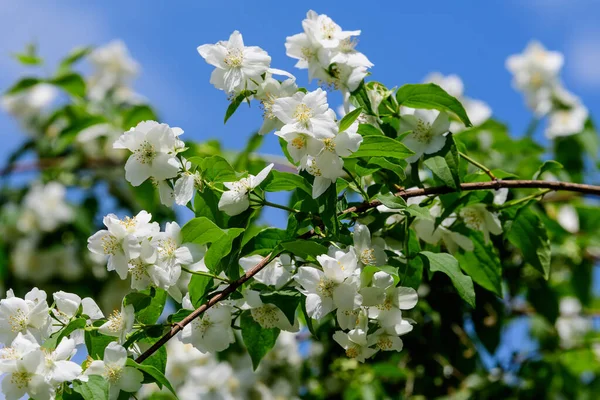 Grande Cespuglio Verde Con Freschi Delicati Fiori Gelsomino Bianco Foglie — Foto Stock