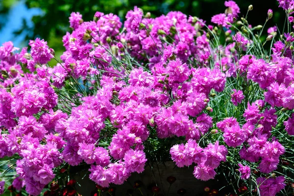 Primer Plano Pequeñas Flores Color Rosa Vivo Planta Dianthus Carthusianorum —  Fotos de Stock