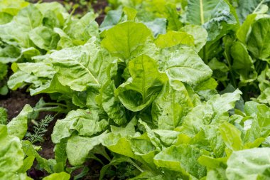 Geniş yeşil marul yaprakları ve organik bir bahçede pancar, yağmurlu bir yaz gününde küçük su damlaları, güzel bir açık hava monokrom arka plan yumuşak odaklı fotoğraflanmış