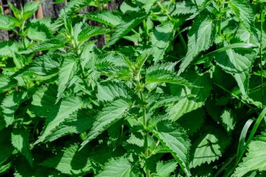Urtica dioica 'nın yeşil yaprakları, bilinen adıyla ısırgan otu, ısırgan otu veya ısırgan otu yaprağı, ormandaki taze yeşil yapraklar