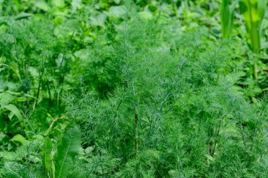 Bir yaz günü geleneksel sebze bahçesinde taze yeşil organik dereotu yaprakları. Güzel bir açık hava tek renkli arka plan.