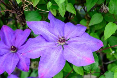 Açık mavi bir klematis çiçeğine yakın güneşli bir bahar bahçesinde, güzel bir açık hava çiçeğinin arka planında