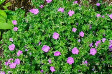 Canlı pembe Pelargonium çiçekleri (yaygın olarak sardunya, pelargonyum ya da leylek gagaları olarak bilinir) ve güneşli bir bahar gününde bahçedeki küçük kaplarda taze yeşil yapraklar, çok renkli doğal doku